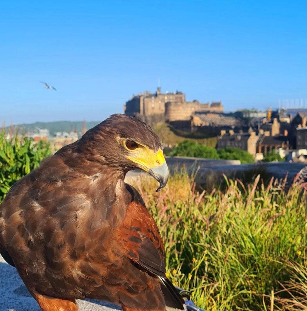 Falconry and Hawking