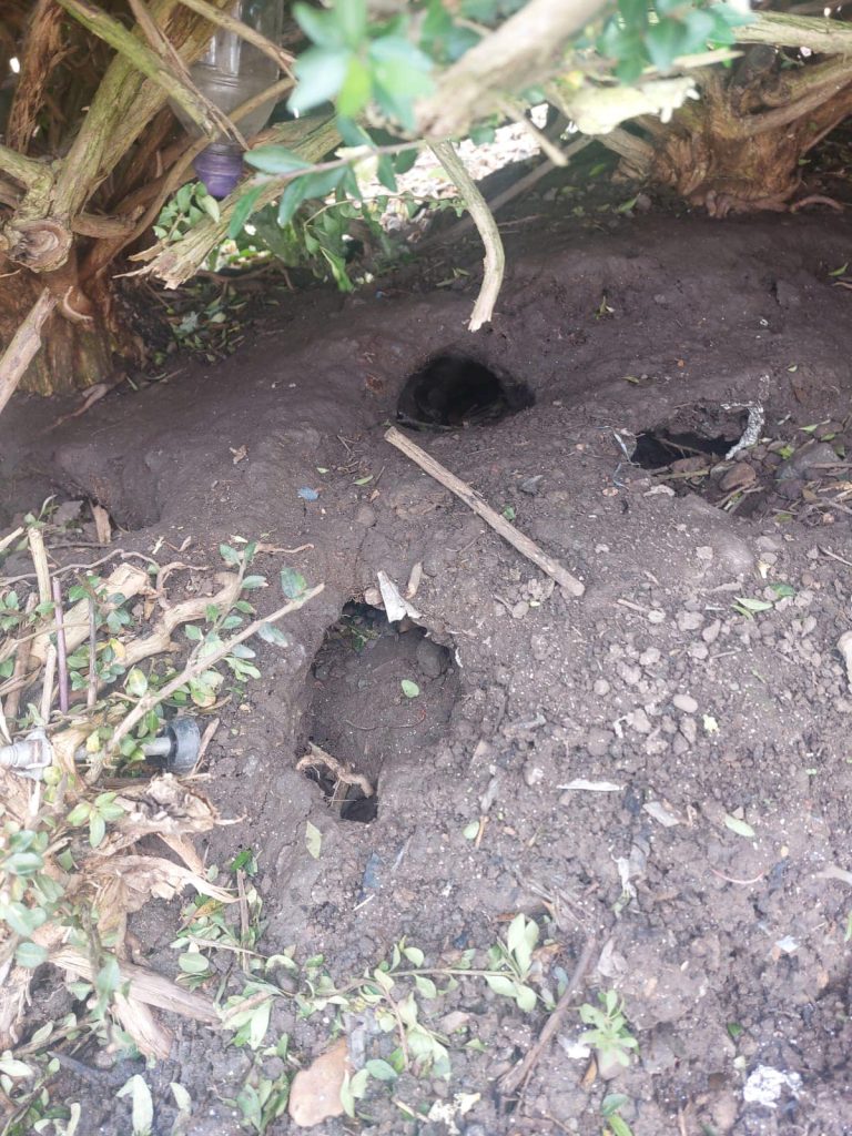 rat burrows outside in a garden