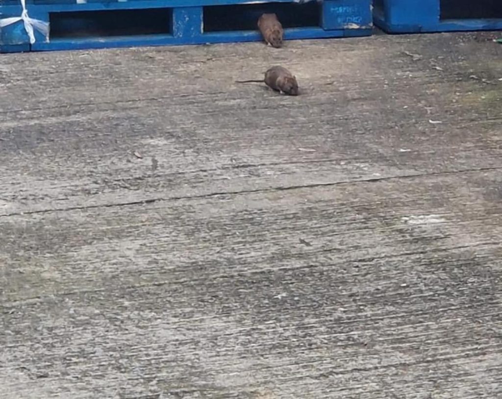 rats running around in an external warehouse