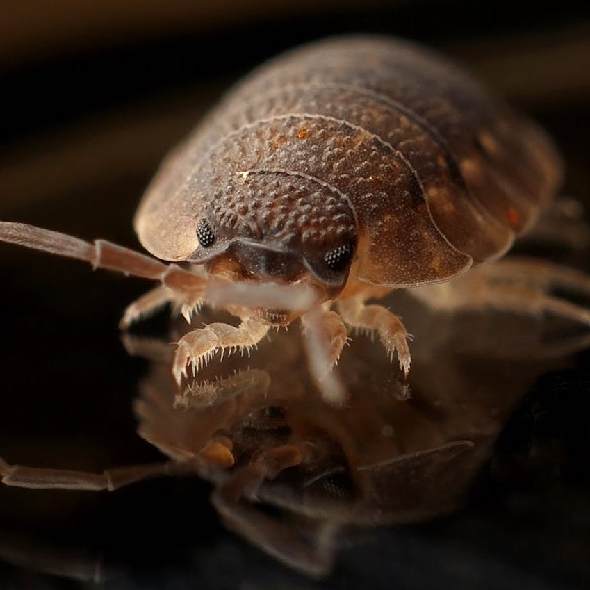 Close-Up of a bed bug