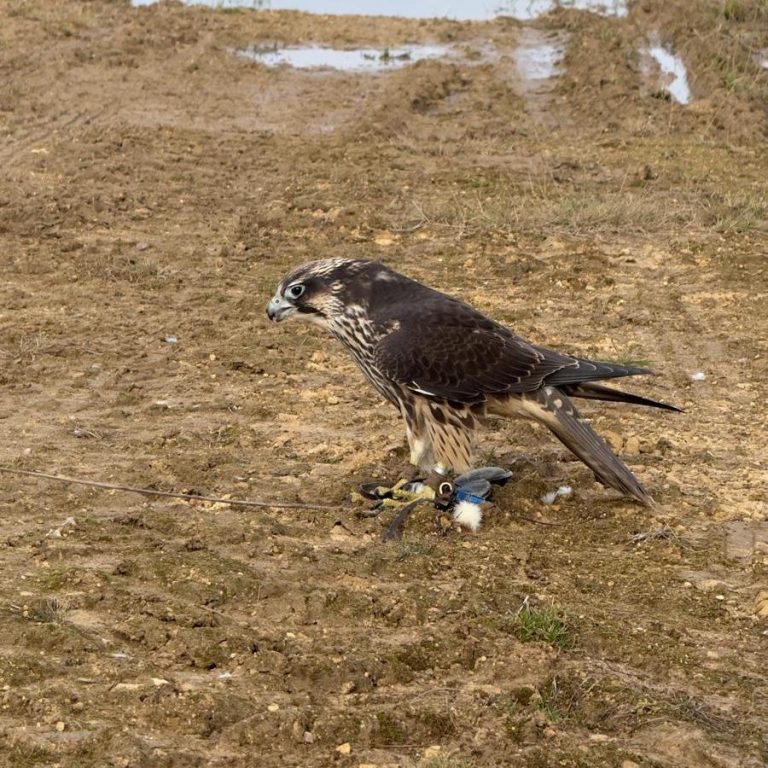 Birds Used In Falconry | Falconry Birds Guide