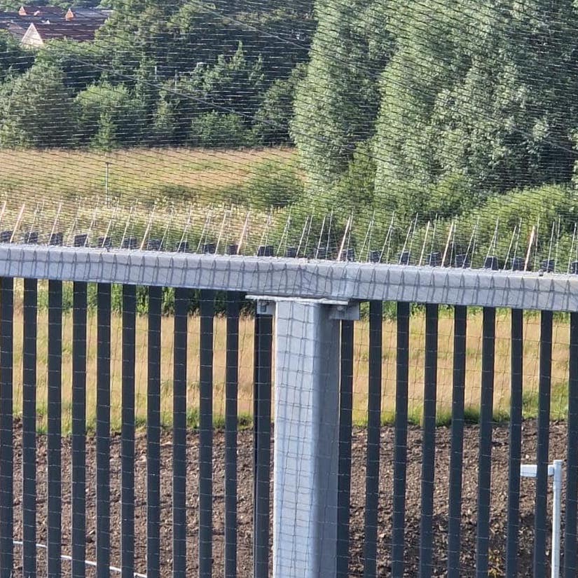 Bird spikes on a ledge