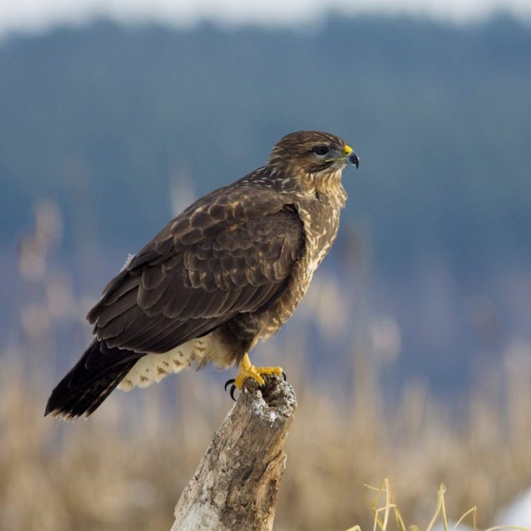 Birds Used In Falconry | Falconry Birds Guide