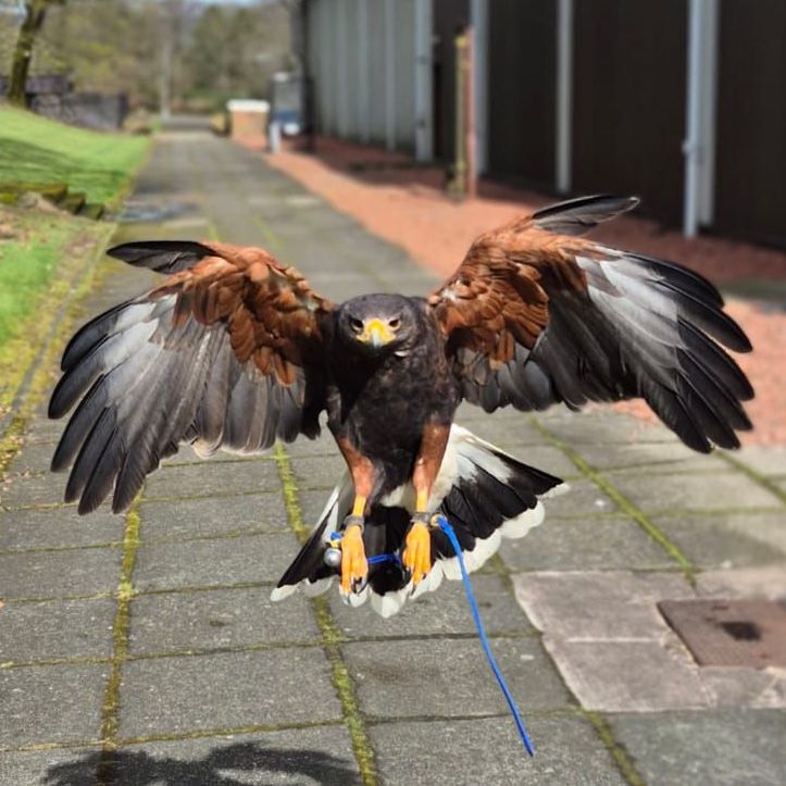 Harris Hawk in flight just off the ground.
