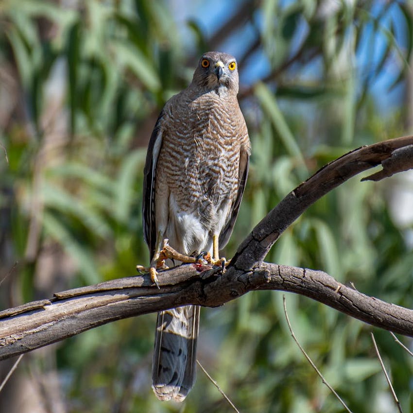 A Goshawk standing on a branch in a leafy tree.