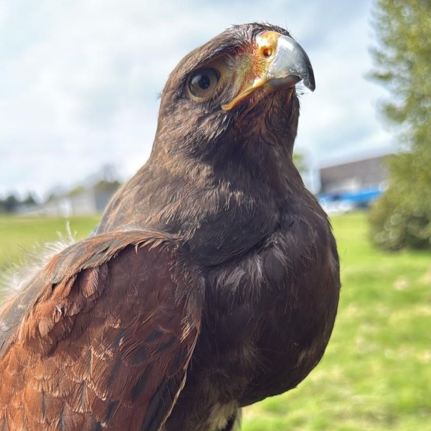A Harris Hawk looking upwards.