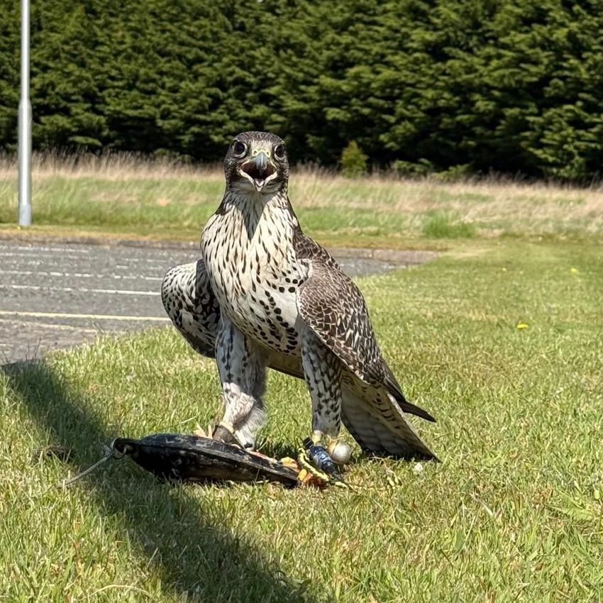 A Hybrid Falcon on the grass, with its mouth open and its wings folded.