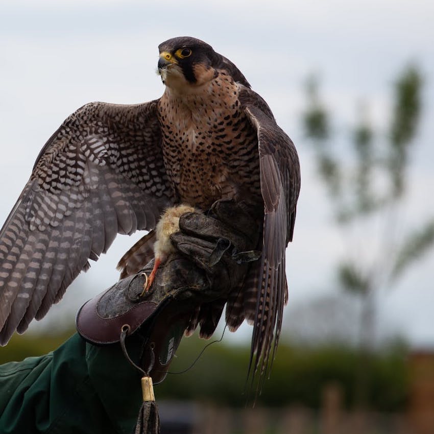 Peregrine Falcon on a gloved hand, with its wings flapping as if it is about to take off.