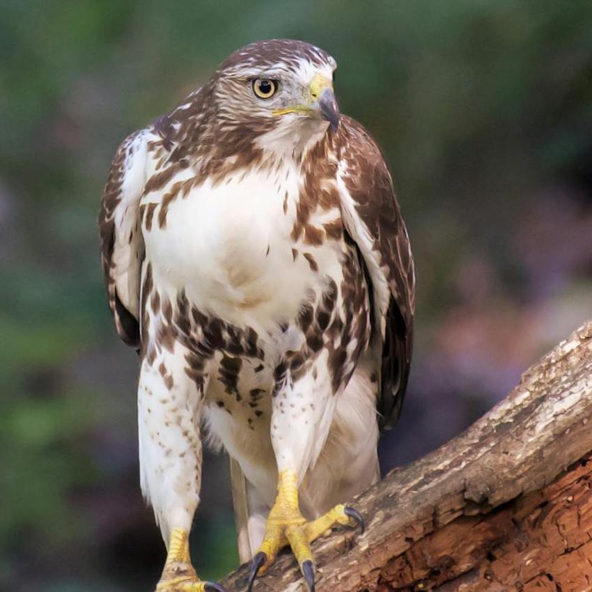 A Red-Tailed Hawk standing on a log.