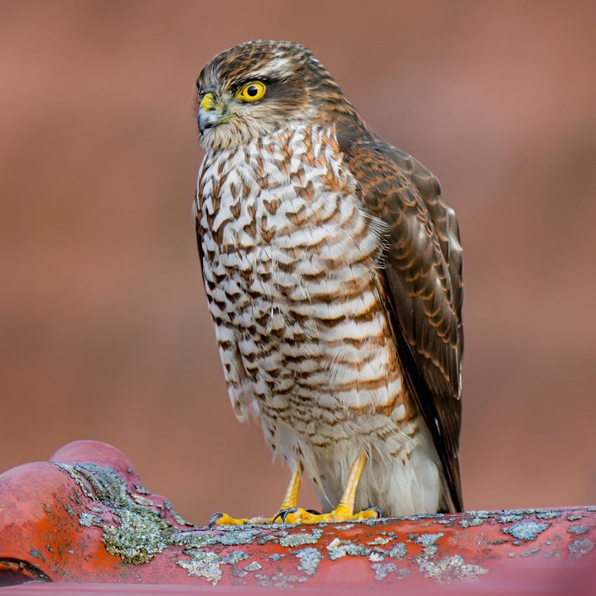 A female Sparrowhawk standing on a pipe, with its white and brown barred chest and yellow eyes.