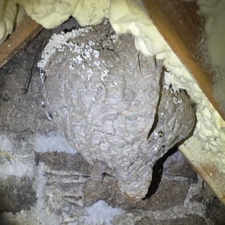 Large wasp nest hanging in an attic.