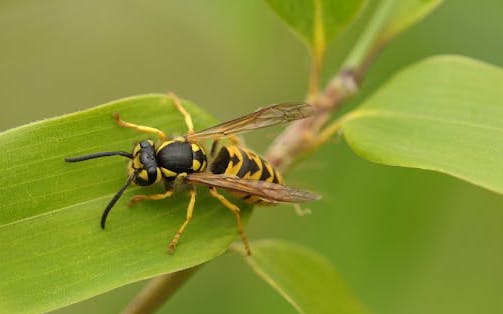 wasp on a leaf