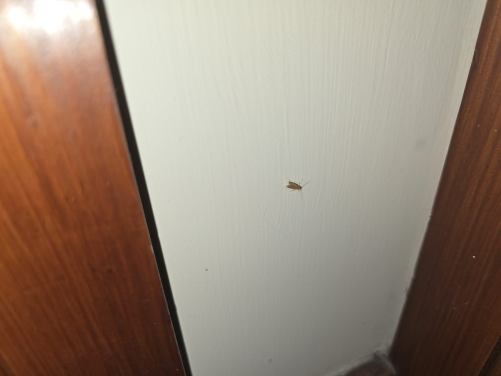 moth on a living room wall