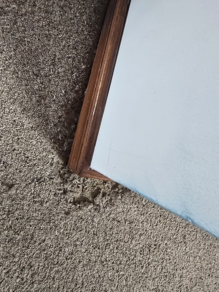 image of carpet eaten by moths