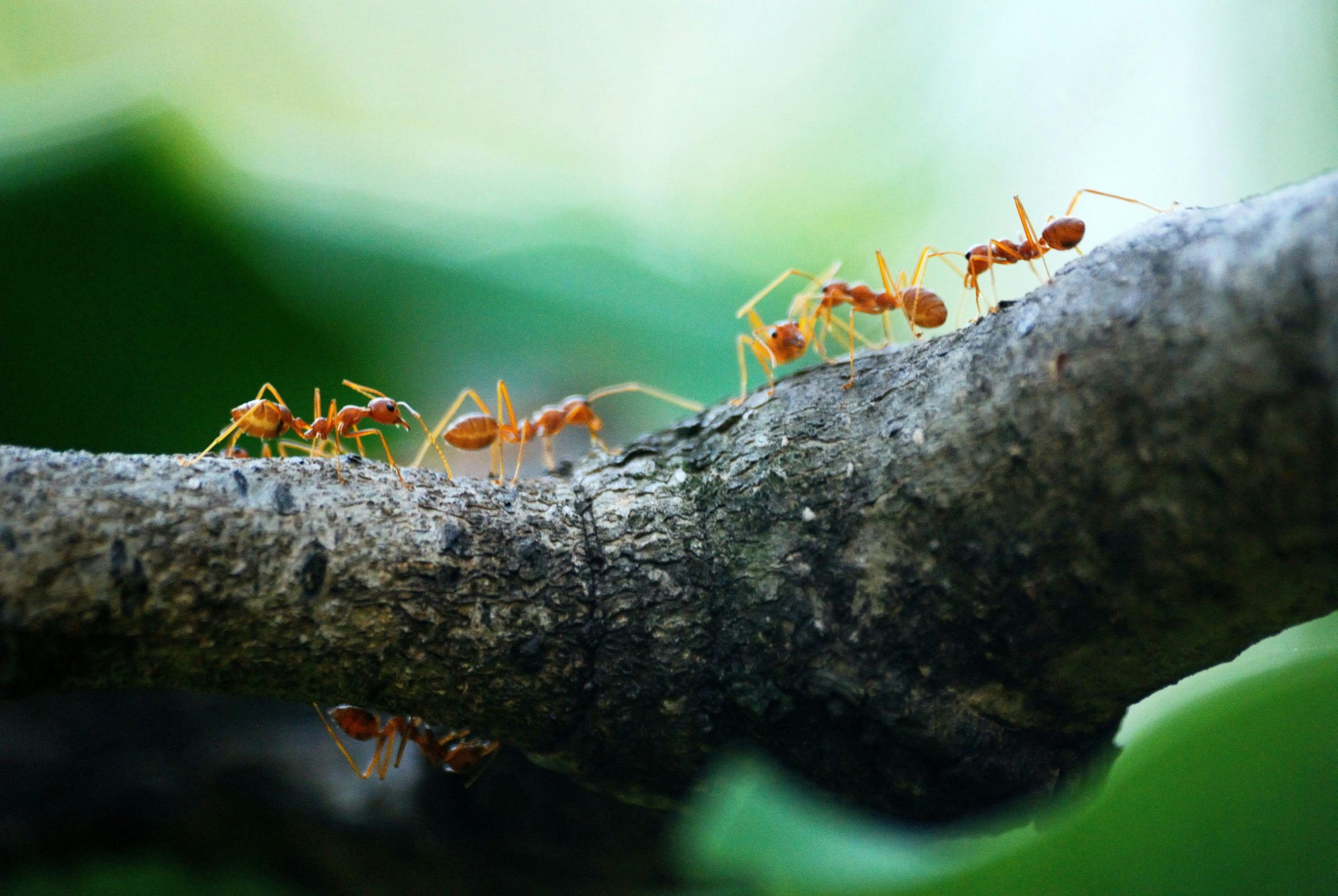Cluster of ants moving along the surface of a fallen log in a wooded area