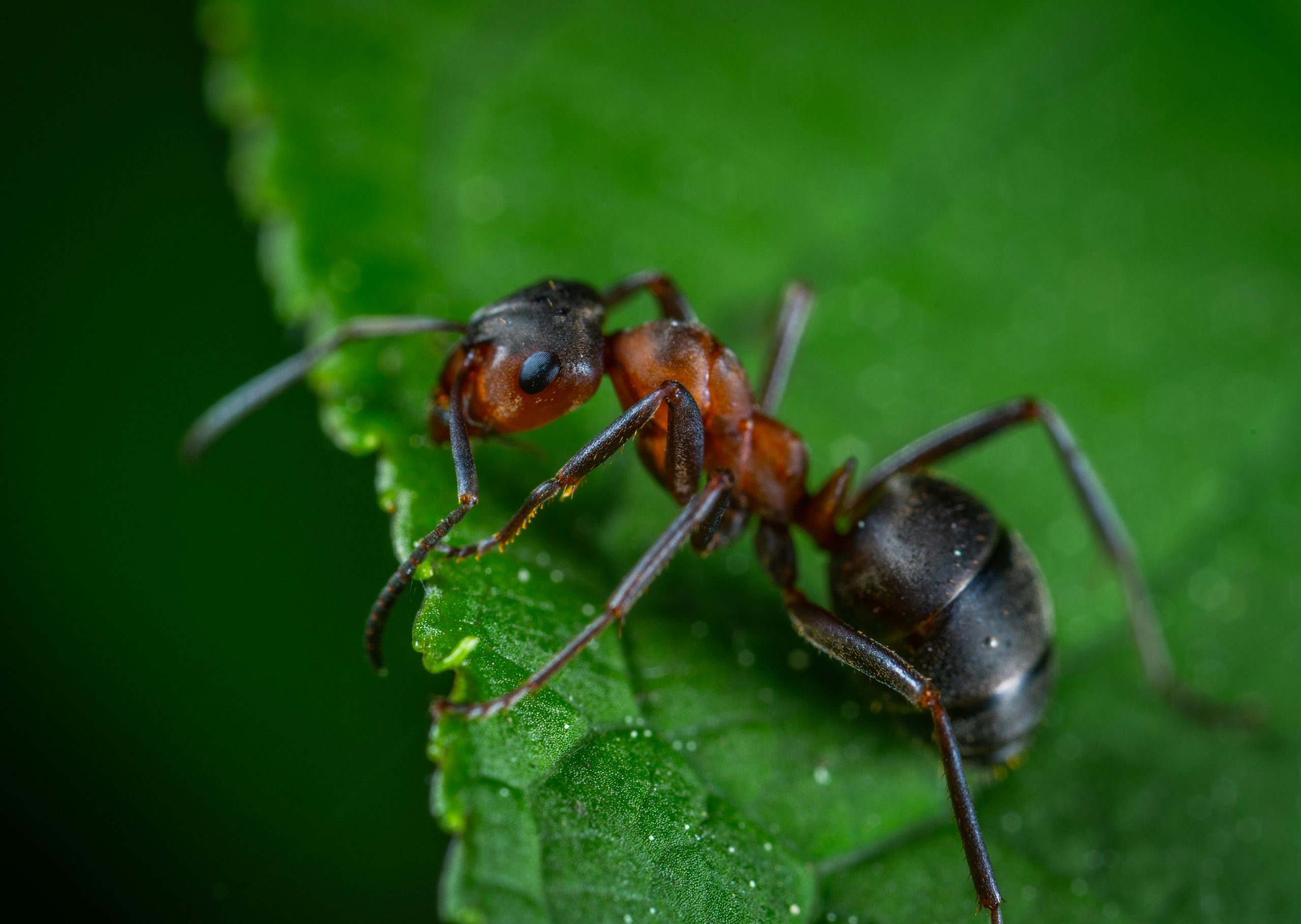 Close-up of a single ant on a leaf, showing detailed features in a natural outdoor setting