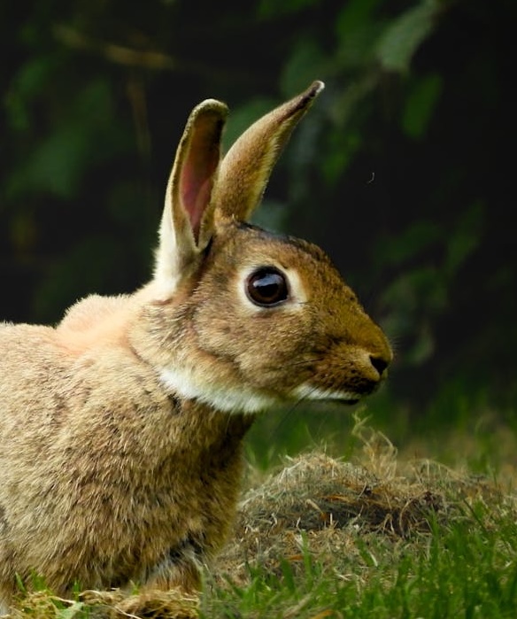 A wild rabbit with brown fur sat in grass
