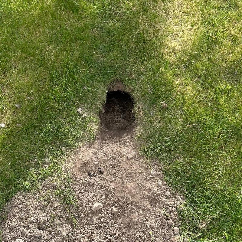 A rabbit burrow entrance in some grass
