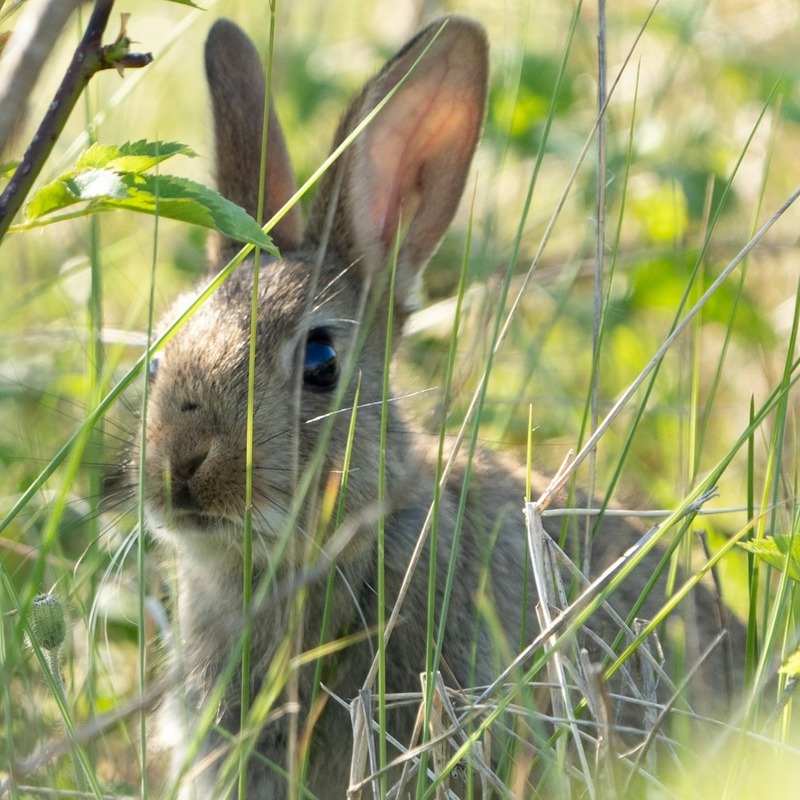 a young wild rabbit hiding behind several blades of grass