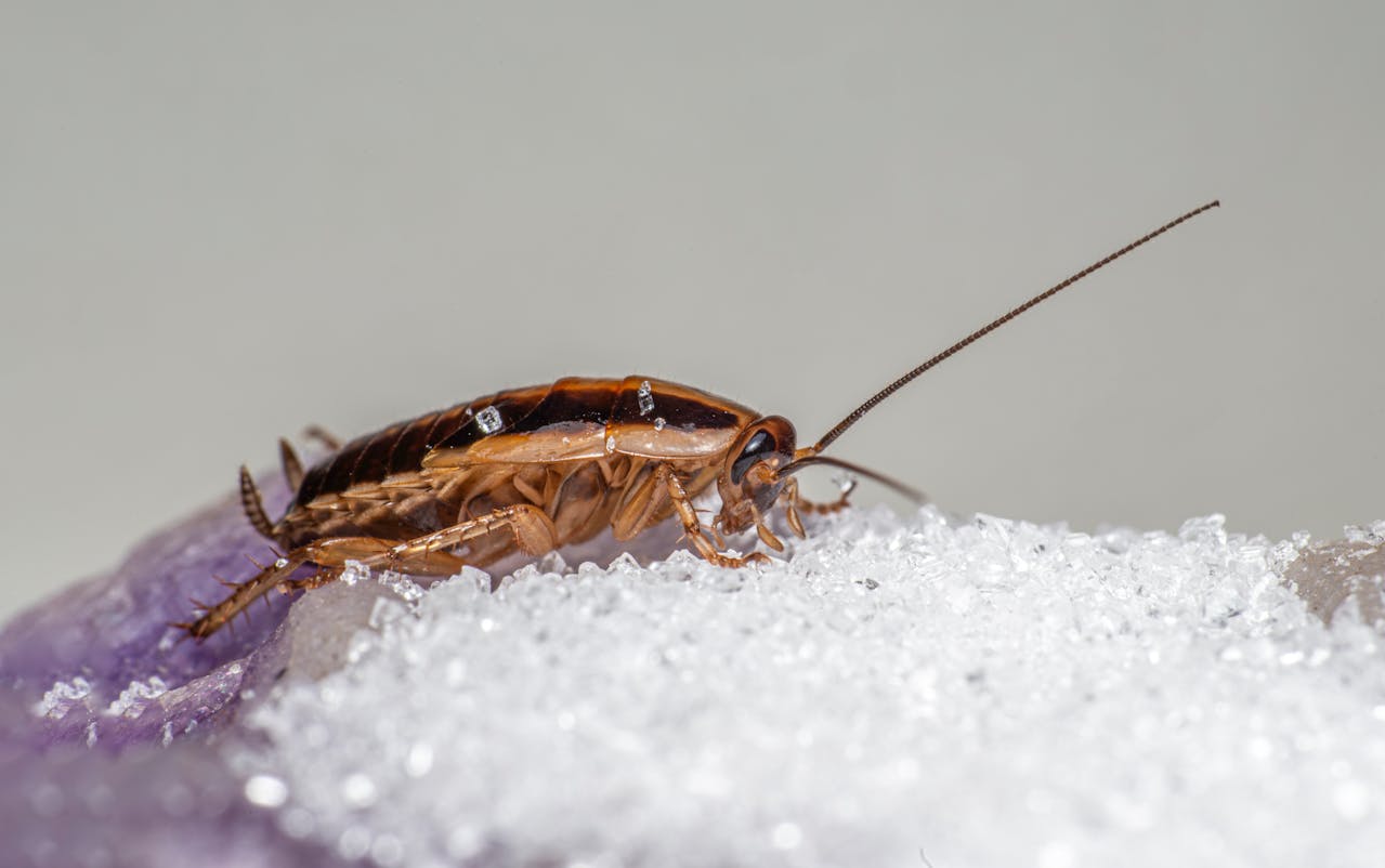 German cockroach eating sugar