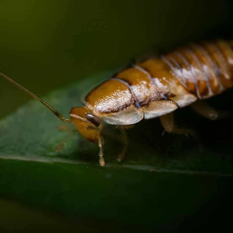 German cockroach close up on a leaf
