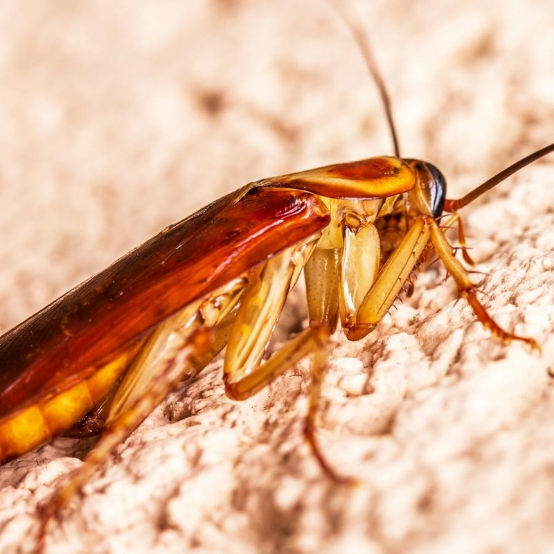 Close up of German cockroach on a wall