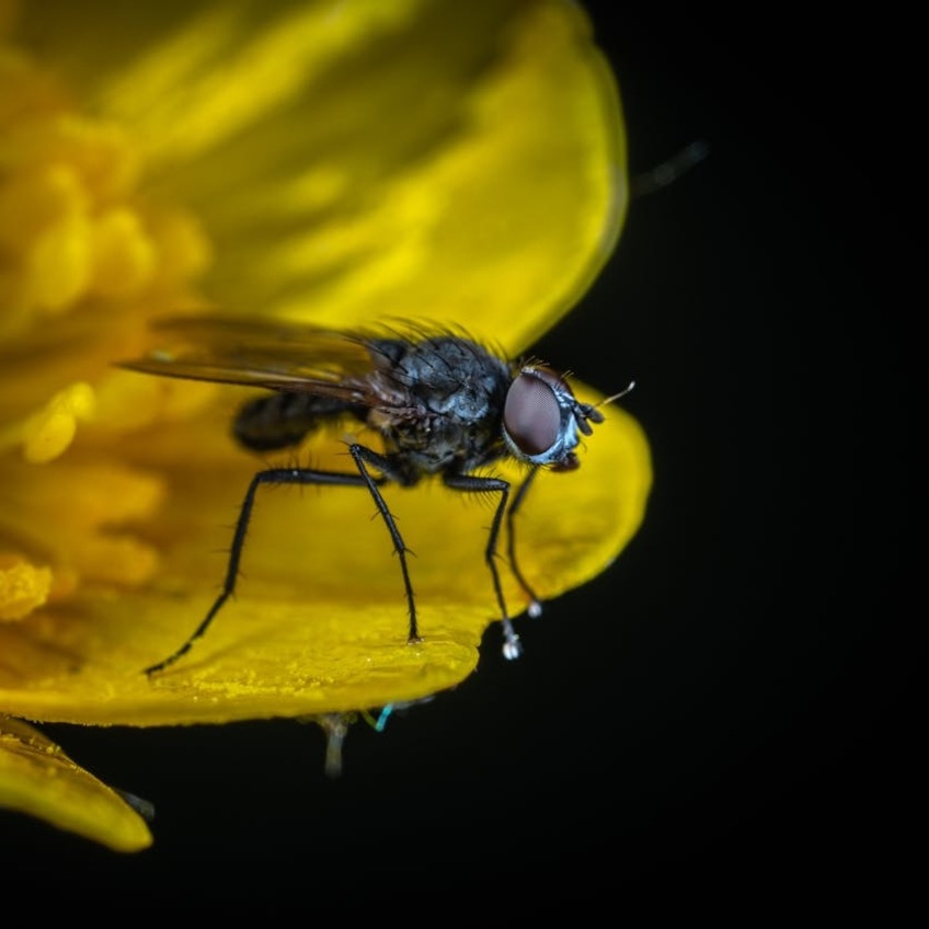 Housefly on a yellow flower