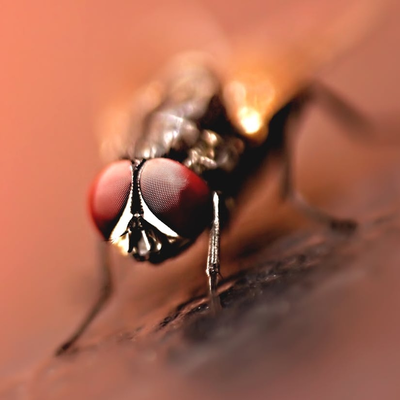 Close-up image of a fly