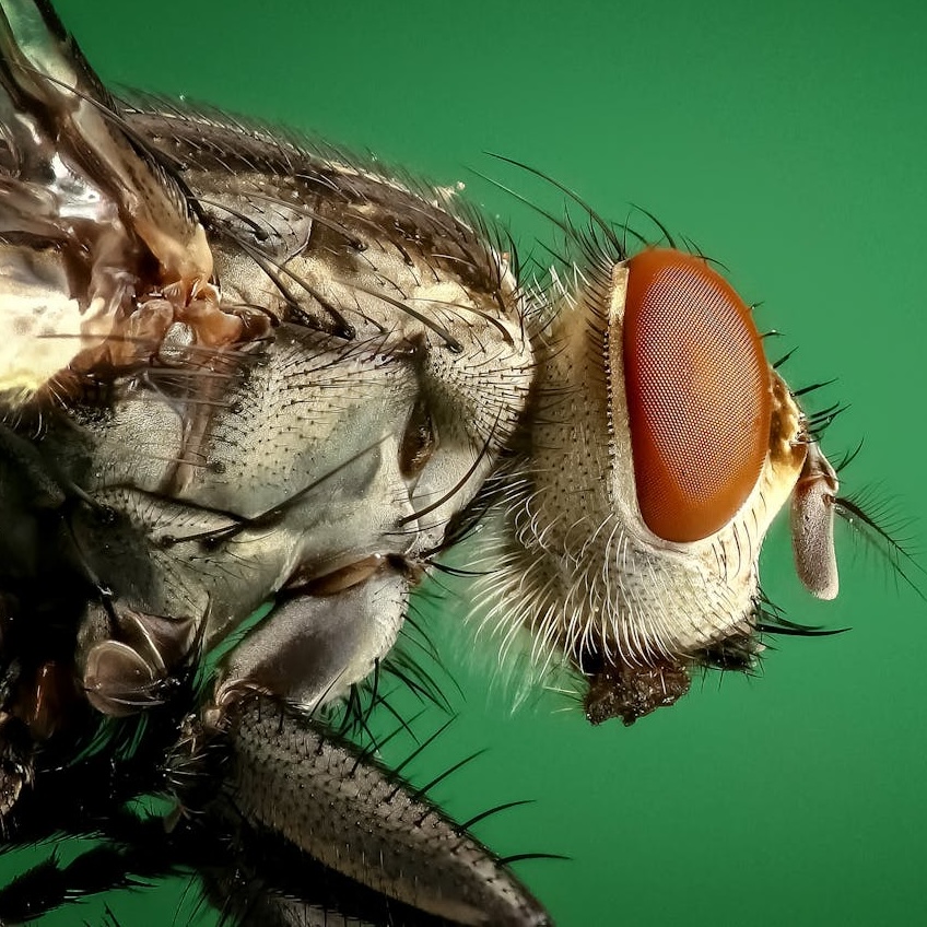 Close up of a fly with grey and black body and red eyes