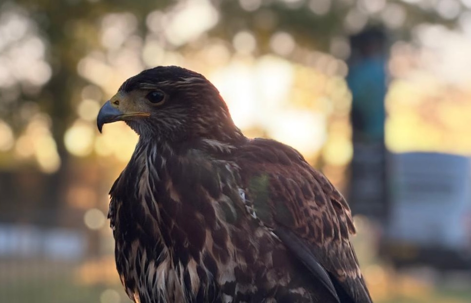 How Much Does Bird Of Prey Pest Control Cost? An Expert Guide To Falconry Pest Control Prices