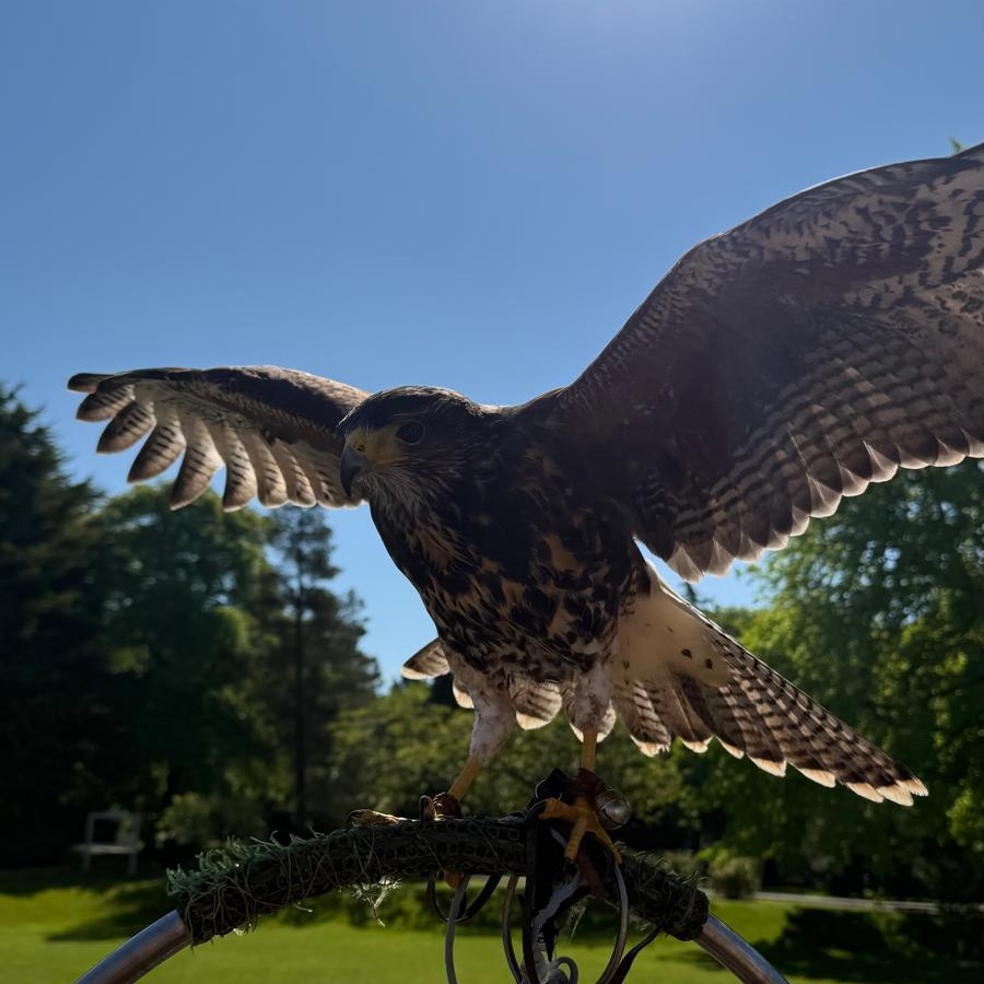 Bird of prey with its wings spread