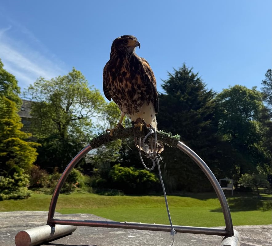 Bird of prey sat on a metal ring awaiting a falconry pest control session