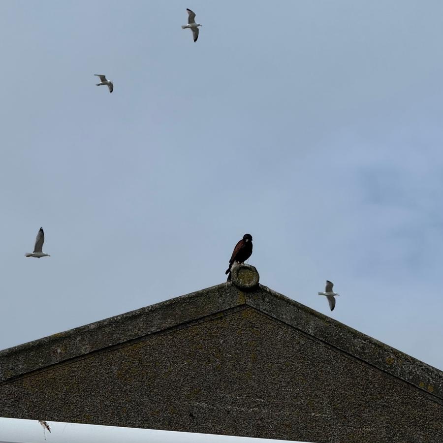 Bird of prey sat on a building while gulls fly around